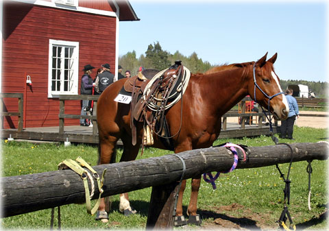 Gotland, Gotland - hästarnas land - foto: Bernt Enderborg