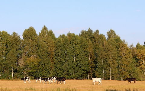 Gotland, Om boskap - foto: Bernt Enderborg