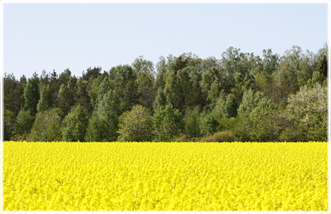 Gotland, Om åkrar - foto: Bernt Enderborg