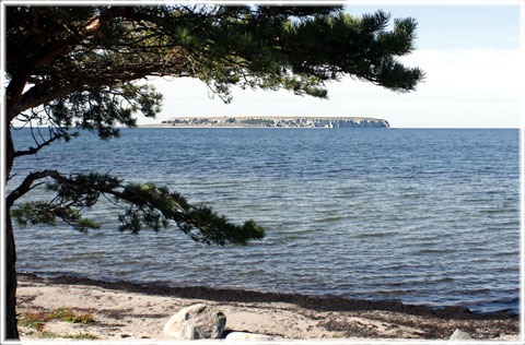 Gotland, Lilla Karlsö - foto: Bernt Enderborg