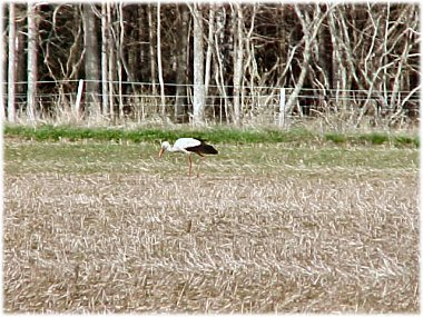 Gotland, En vit stork - foto: Bernt Enderborg