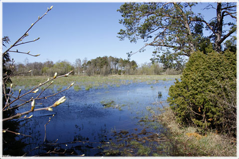 Österby myr, återskapad våtmark i Kräklingbo