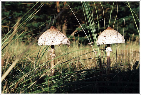 Mushrooms