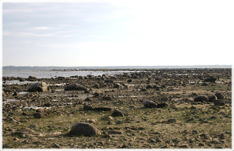 Strandfynd i Rone