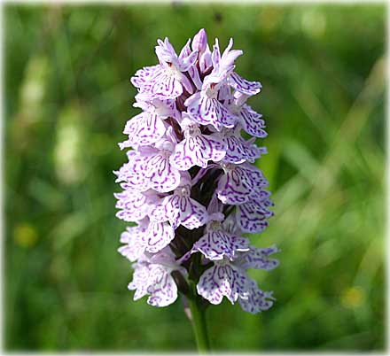 Gotland, Vilda orkidéer är fridlysta - foto: Bernt Enderborg