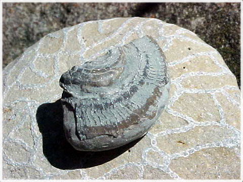 Gotland, Gastropod - foto: Bernt Enderborg