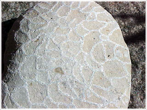 Fossil på Gotland