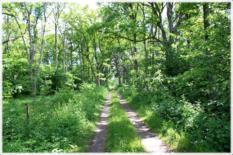 Gotland, Lövskog på Gotland - foto: Bernt Enderborg