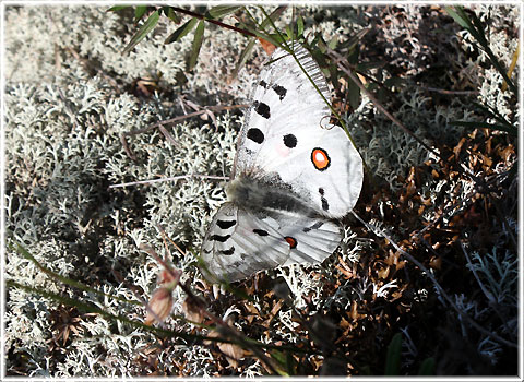 Blommor, hllmark, Gotland